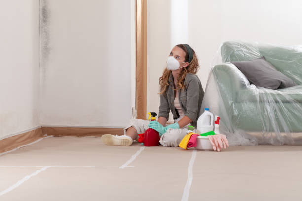 Trusted Black Mold Removal service in Thornton, IL - Cheap Mold Removal
