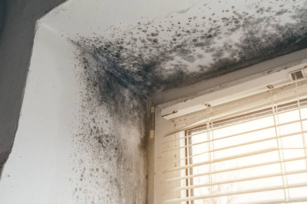 Affordable Mold Cleanup solutions in Thornton, IL