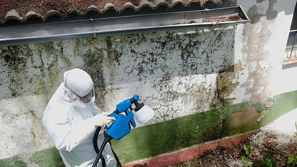 Top rated local Mold Cleanup specialists in Thornton, IL